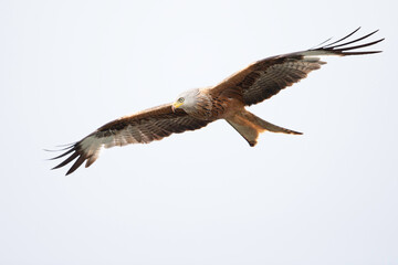 A red kite flying in the early morning light at a lake in Germany.