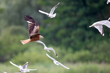 A red kite flying low above a lake between a group of seagulls