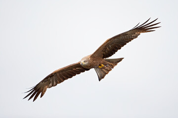 Obraz premium A black kite (Milvus migrans) flying in the morning light in Germany.