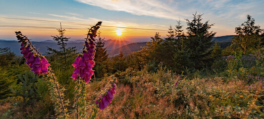 
Beautiful panorama of blooming red foxglove (Digitalis purpurea) illuminated by the evening sun at sunset in the Black Forest Germany - obrazy, fototapety, plakaty