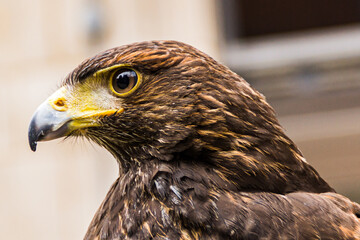 Hawk portrait