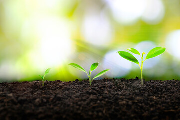 Plant sprout growth from the forest or seedling that is growing from the soil and green background in the morning in the sunlight with copy space