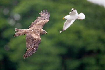 A black kite flying low above a lake between a group of seagulls