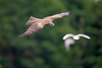 A black kite flying low above a lake between a group of seagulls