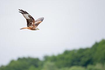 A red kite flying in the early morning light at a lake in Germany.