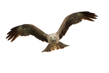 Obraz premium A black kite (Milvus migrans) flying in the morning light in Germany.