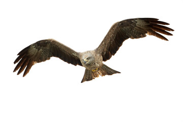 A black kite (Milvus migrans) flying in the morning light in Germany.