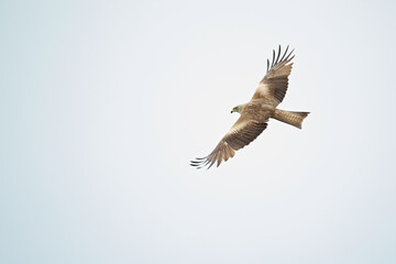 Fototapeta premium A black kite (Milvus migrans) flying in the morning light in Germany.