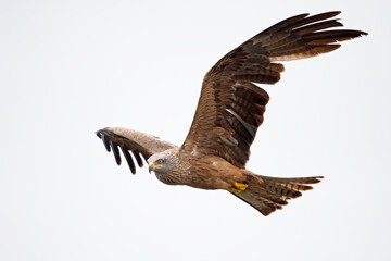 A black kite (Milvus migrans) flying in the morning light in Germany.