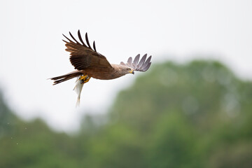 A black kite (Milvus migrans) flying with a just caught fish in Germany.