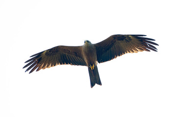 A black kite (Milvus migrans) flying in the morning light in Germany.