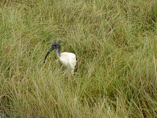 Threskiornis aethiopicus