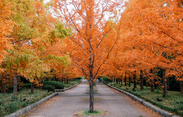 神戸市立森林植物園　紅葉 