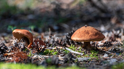 Two young boletus in the forest