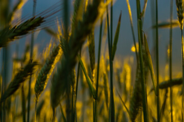 Dark Wheat Field