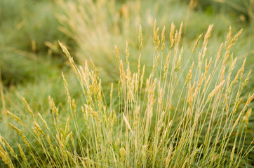 green grass background