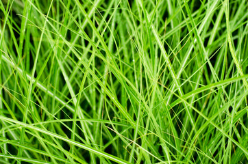 green grass background