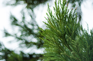 Obraz premium pine tree branches