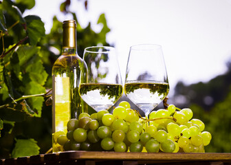 Obraz na płótnie Canvas glass of White wine ripe grapes and bread on table in vineyard