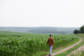 A man walks on a field road near a green corn field