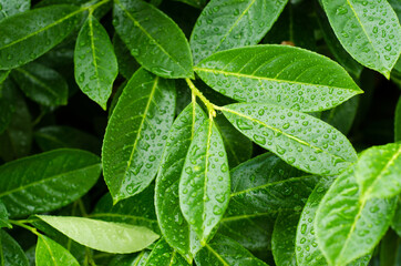 green leaves with water drops