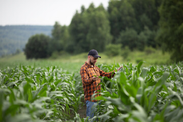 A farmer agronomist inspects the stems and leaves of green corn. Agricultural industry