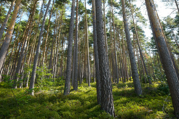 Kiefernwald in den Vogesen nahe Orbey