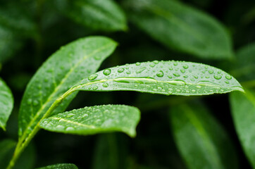 green leaf with water drops