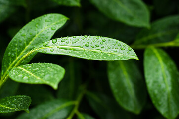 green leaf with water drops