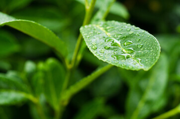 green leaf with water drops