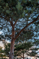 Taube in Kiefer am Strand