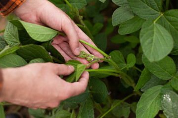 Soybean flowering. A farmer checks a soybean flower in a field