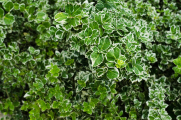 green leaves background
