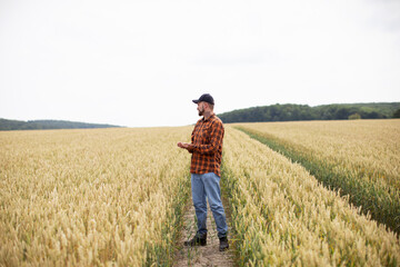 Naklejka na ściany i meble A farmer stands in a wheat field and checks his wheat harvest