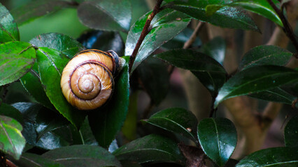 Close-up of cinnamon snail sits on a green plant branch © Shi 