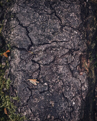 tree bark texture