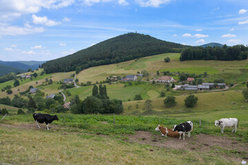 Vogesenlandschaft oberhalb von Orbey im Elsass