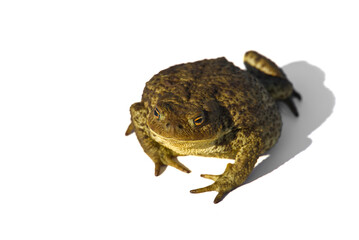Common toad or European toad, Bufo bufo, isolated on white background.