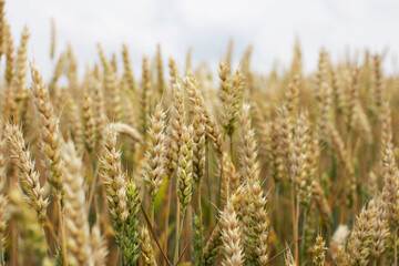 Fototapeta premium Spikelets of wheat before harvest. Agricultural industry