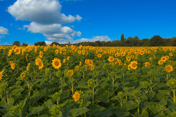 Obraz premium Sonnenblumenfeld im Elsass im Grand Ried