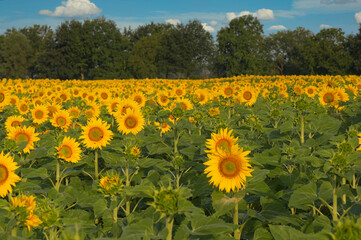 Sonnenblumenfeld im Elsass im Grand Ried