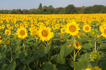 Sonnenblumenfeld im Elsass im Grand Ried