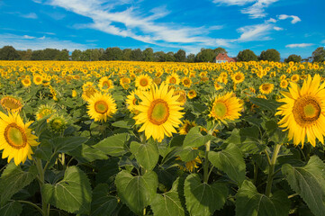 Sonnenblumenfeld im Elsass im Grand Ried