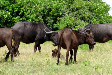 Fototapeta premium Syncerus caffer caffer