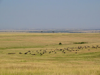 Obraz premium Syncerus caffer caffer