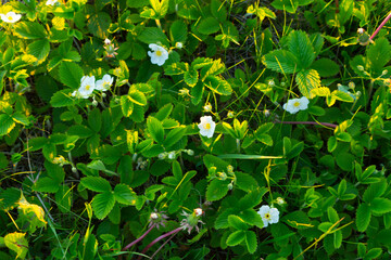 Leaves of wild strawberries