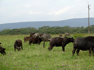 Syncerus caffer caffer