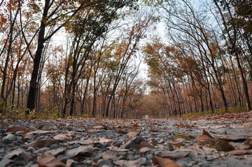Nature view of beautiful green forest in summer season. Environment concept