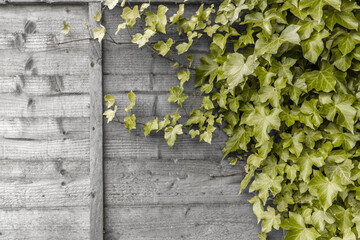 Creeping vines on wooden fence