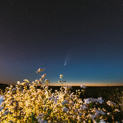 Europe. 18 July 2020. Comet Neowise C/2020 F3 In Night Starry Sky Above Flowering Buckwheat Agricultural Field. Night Stars In July Month.